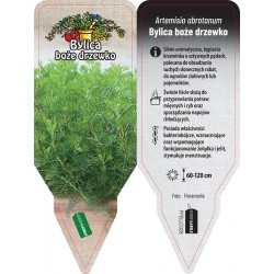 Artemisia abrotanum PPGLLC028