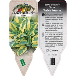 Salvia officinalis PPGLLC036