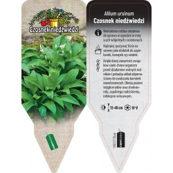 Allium ursinum PPGLLC055