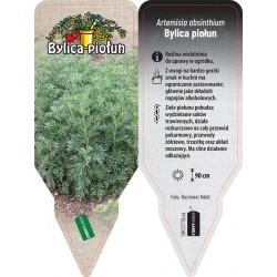 Artemisia absinthium PPGLLC065