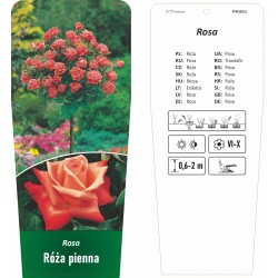 Rosa pienna łososiowa FPROZ021