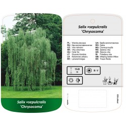 Salix ×sepulcralis...