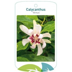 Calycanthus 'Venus' FMTLL3092