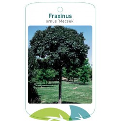 Fraxinus ornus 'Mecsek'...