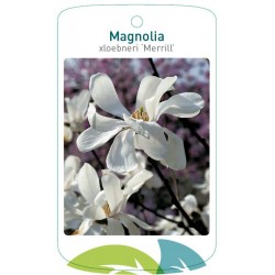 Magnolia xloebneri...