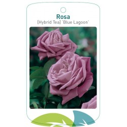 Rosa TH 'Blue Lagoon'...