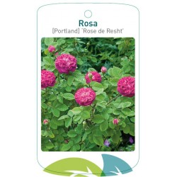 Rosa [Portland] 'Rose de...