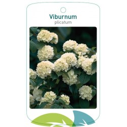 Viburnum plicatum FMTLL0276
