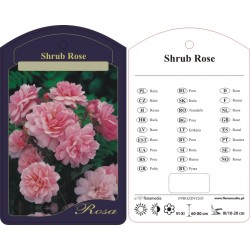 Rosa shrub różowa FROZINT203
