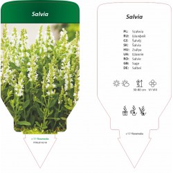 Salvia FPBLBY0218