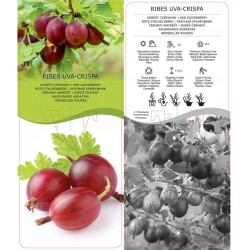 Ribes uva-crispa Agrest...