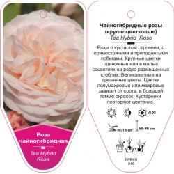Rosa TH (light pink) FPBLR046
