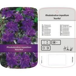Rhododendron impeditum...