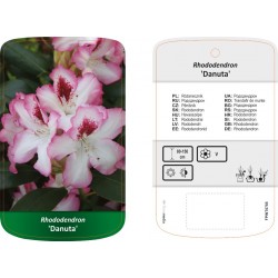 Rhododendron 'Danuta'...