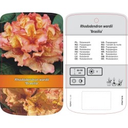 Rhododendron 'Brasilia'...
