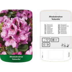 Rhododendron 'Kokardia'...