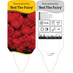 Rosa Red The Fairy FPNOE004