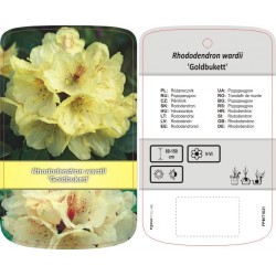 Rhododendron wardii...