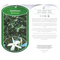 Jasminum officinale f....