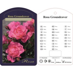 Rosa Groundcover okrywowa...
