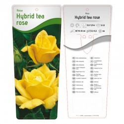 Rosa Hybrid Tea żółta (bez...