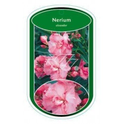 Nerium oleander (dubbel,...