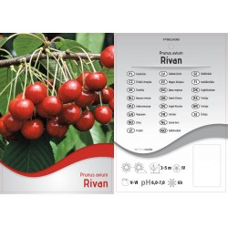 Prunus avium 'Rivan' FPMEGA088