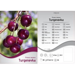 Prunus cerasus 'Turgenevka'...