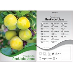 Prunus domestica 'Renkloda...