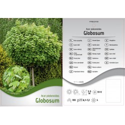 Acer platanoides 'Globosum'...