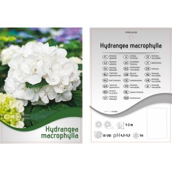 Hydrangea macrophylla biała...