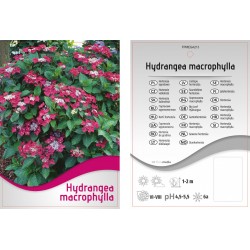 Hydrangea macrophylla...