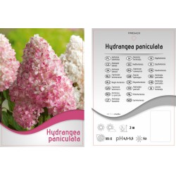 Hydrangea paniculata różowa...