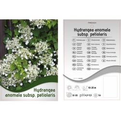 Hydrangea anomala subsp...