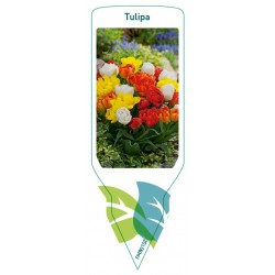Tulipa Mix FMB0102