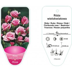 Rosa wielokwiatowa różowa...