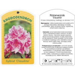 Rhododendron hybrid...