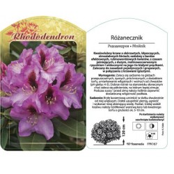 Rhododendron rubinoworóżowy...