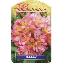 Rhododendron 'Balalaika'...