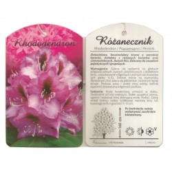 Rhododendronróżowy z plamką...