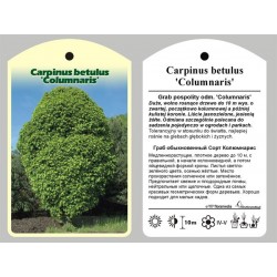 Carpinus betulus...