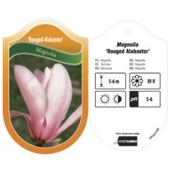 Magnolia 'Rouged Alabaster'...
