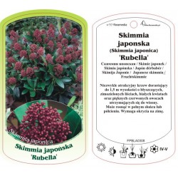 Skimmia japonica 'Rubella'...
