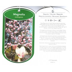 Magnolia Xsoulangeana FLBN0173