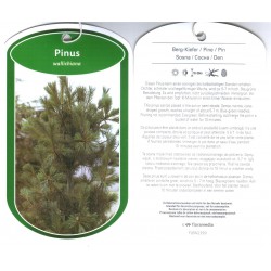 Pinus Wallichiana FLBN2399