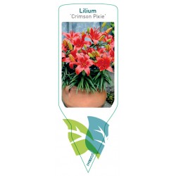 Lilium 'Crimson Pixie' FMB0025