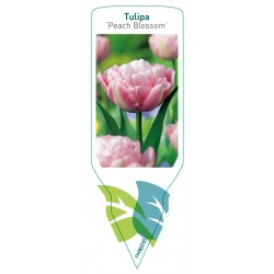 Tulipa 'Peach Blossom' FMB0095