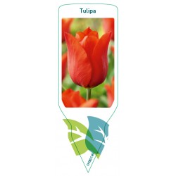 Tulipa (orange) FMB0149