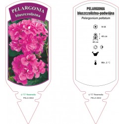 Pelargonium peltatum PELA0002