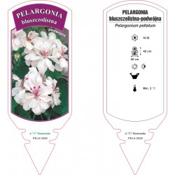 Pelargonium peltatum PELA0006